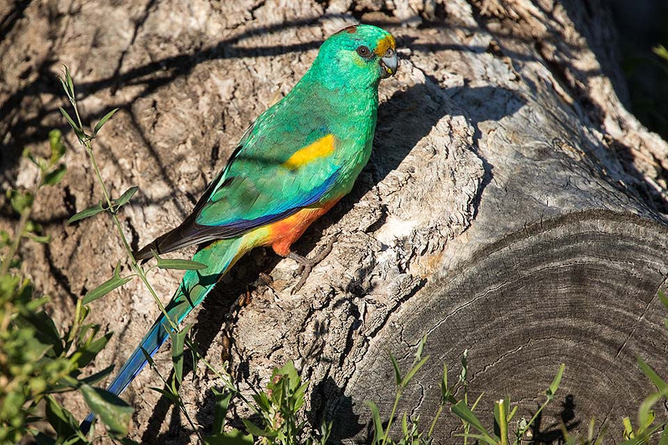 Mulga Parrot (Psephotus varius)